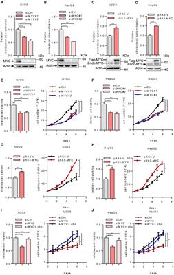 MYC Enhances Cholesterol Biosynthesis and Supports Cell Proliferation Through SQLE